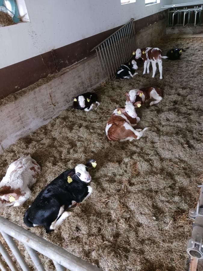 Ferienwohnung Eder Hochfilzen Kültér fotó